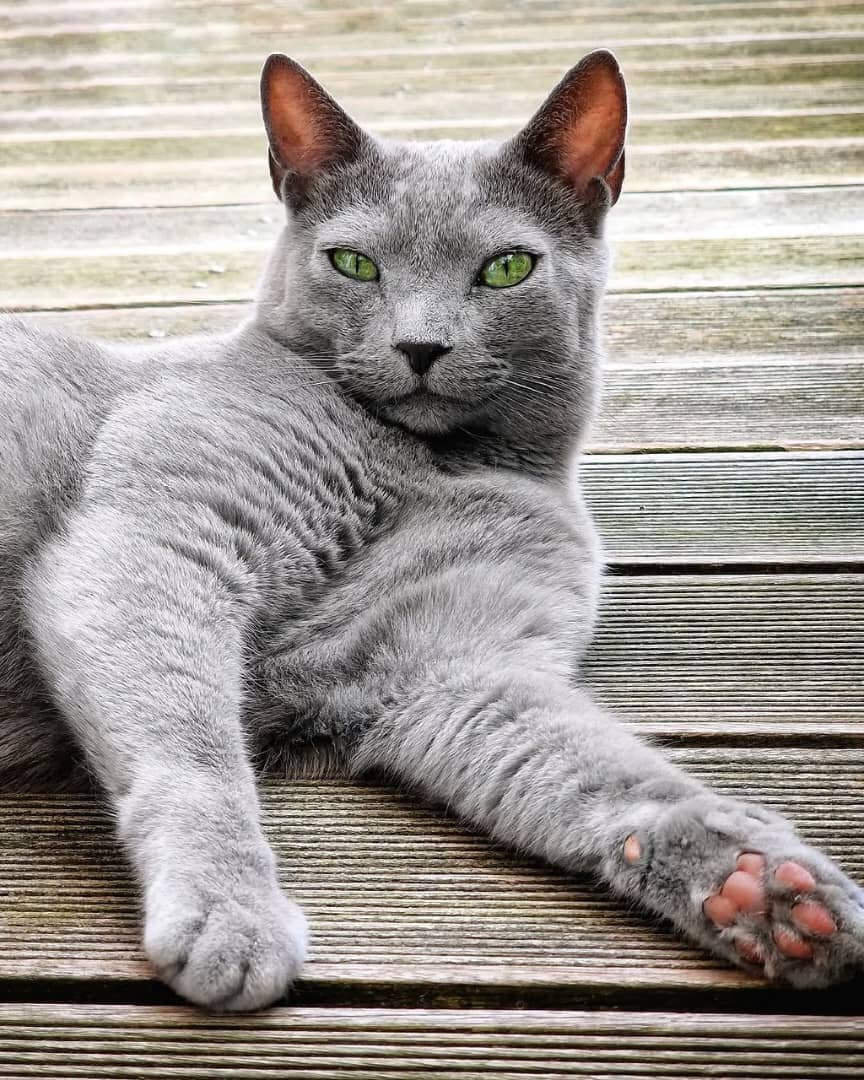 Where to Find a Reputable Russian Blue Breeder in Texas